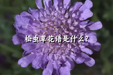 松虫草花语是什么？