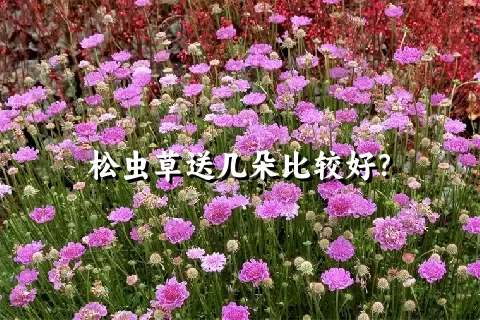 松虫草送几朵比较好？