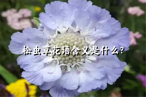 松虫草花语含义是什么？