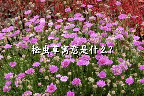 松虫草寓意是什么？