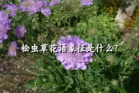 松虫草花语象征是什么？