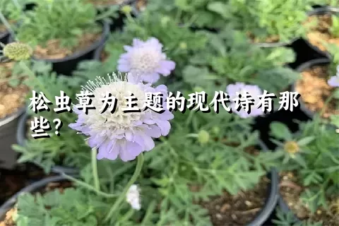 松虫草为主题的现代诗有那些？