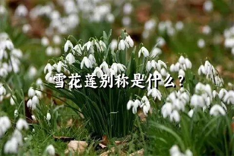 雪花莲别称是什么？