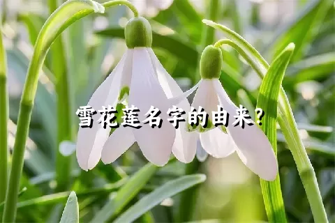 雪花莲名字的由来？