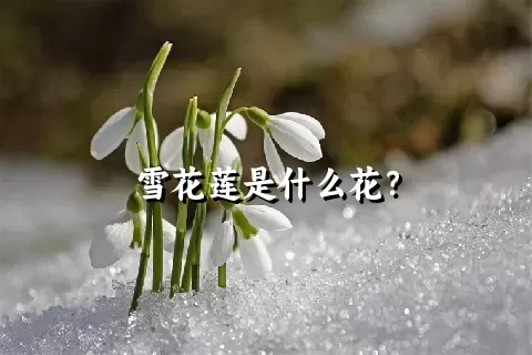 雪花莲是什么花？