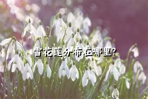 雪花莲分布在哪里?