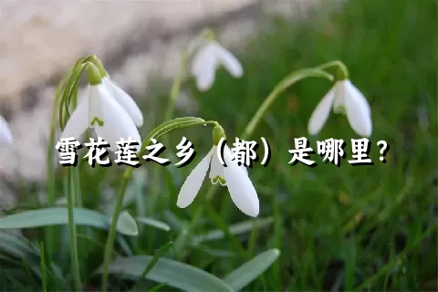 雪花莲之乡（都）是哪里？