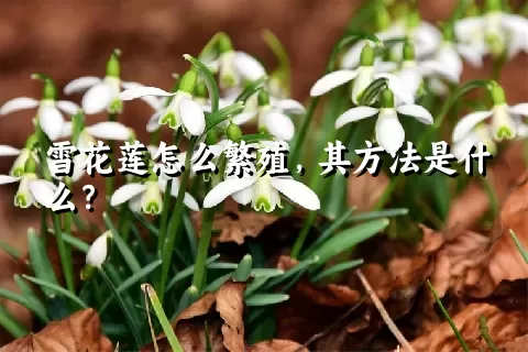 雪花莲怎么繁殖，其方法是什么？