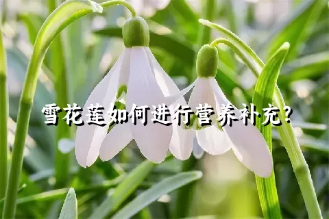 雪花莲如何进行营养补充？