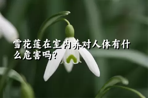 雪花莲在室内养对人体有什么危害吗？