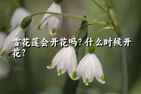 雪花莲会开花吗？什么时候开花？