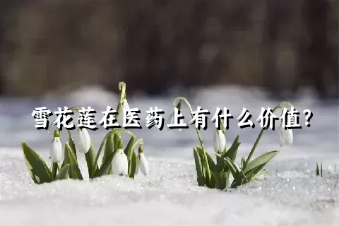 雪花莲在医药上有什么价值？