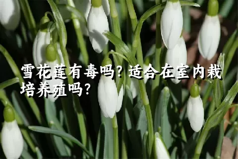 雪花莲有毒吗？适合在室内栽培养殖吗？