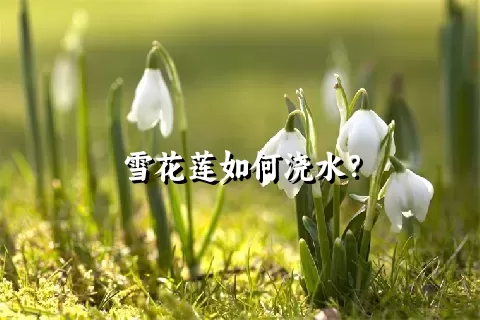 雪花莲如何浇水？