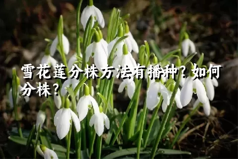 雪花莲分株方法有播种？如何分株？