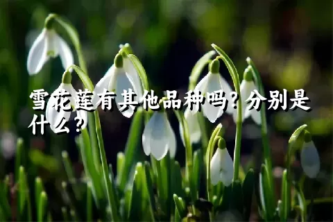 雪花莲有其他品种吗？分别是什么？