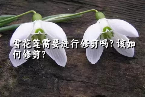 雪花莲需要进行修剪吗？该如何修剪？