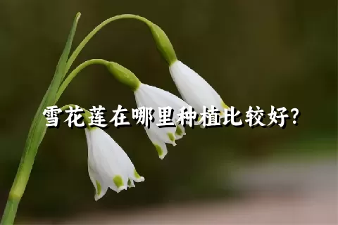 雪花莲在哪里种植比较好？