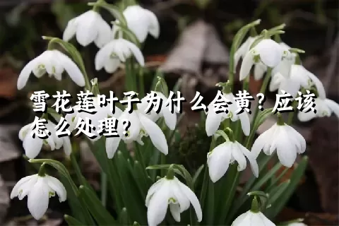 雪花莲叶子为什么会黄？应该怎么处理？