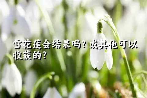 雪花莲会结果吗？或其他可以收获的？