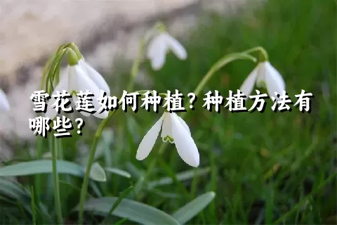 雪花莲如何种植？种植方法有哪些？