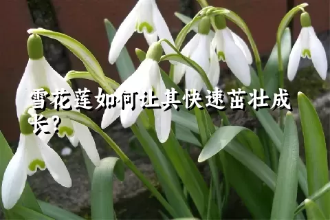 雪花莲如何让其快速茁壮成长？