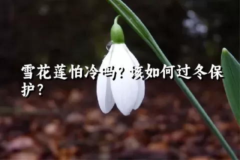 雪花莲怕冷吗？该如何过冬保护？