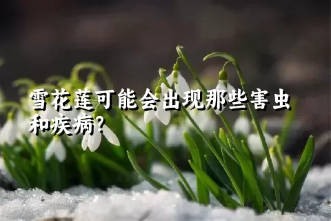 雪花莲可能会出现那些害虫和疾病？