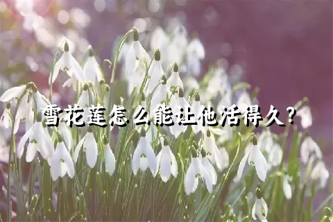 雪花莲怎么能让他活得久？