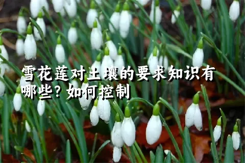 雪花莲对土壤的要求知识有哪些？如何控制