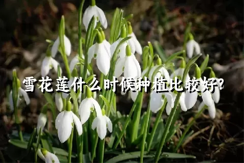 雪花莲什么时候种植比较好？