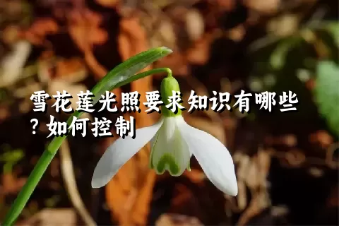 雪花莲光照要求知识有哪些？如何控制