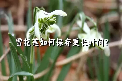 雪花莲如何保存更长时间？