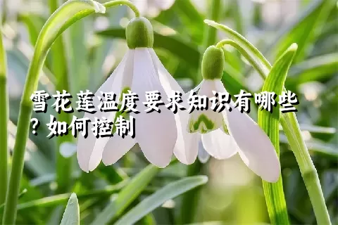 雪花莲温度要求知识有哪些？如何控制