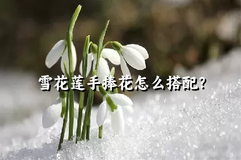 雪花莲手捧花怎么搭配？