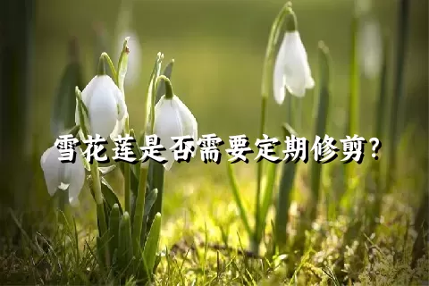 雪花莲是否需要定期修剪？