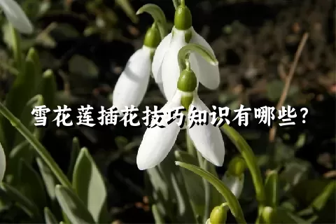 雪花莲插花技巧知识有哪些？