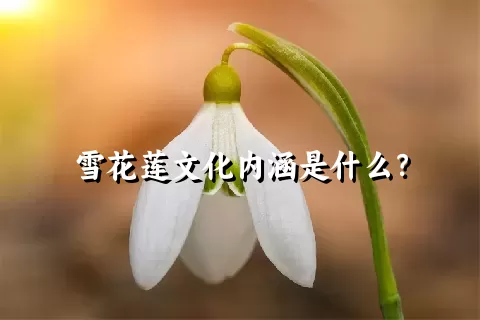 雪花莲文化内涵是什么？