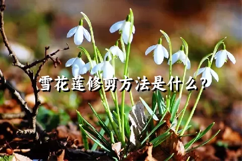 雪花莲修剪方法是什么？