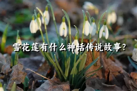 雪花莲有什么神话传说故事？