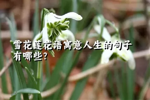 雪花莲花语寓意人生的句子有哪些？