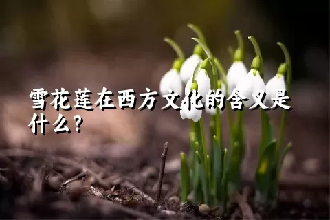 雪花莲在西方文化的含义是什么？