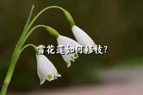 雪花莲如何修枝？