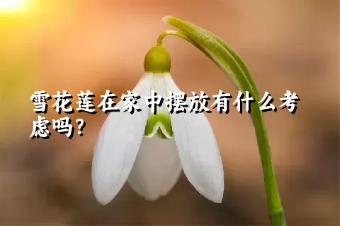 雪花莲在家中摆放有什么考虑吗？