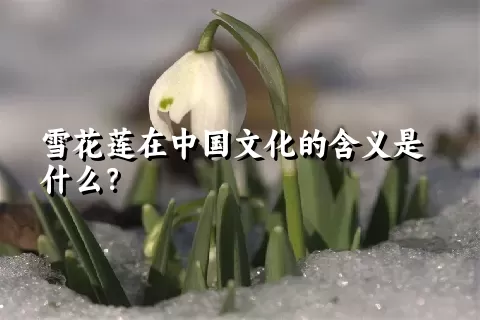 雪花莲在中国文化的含义是什么？