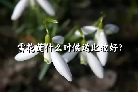 雪花莲什么时候送比较好？