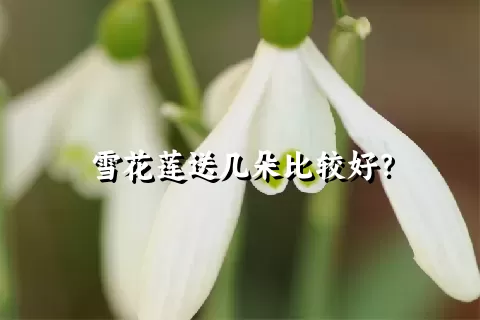 雪花莲送几朵比较好？