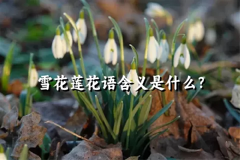 雪花莲花语含义是什么？