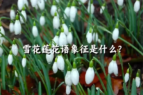 雪花莲花语象征是什么？