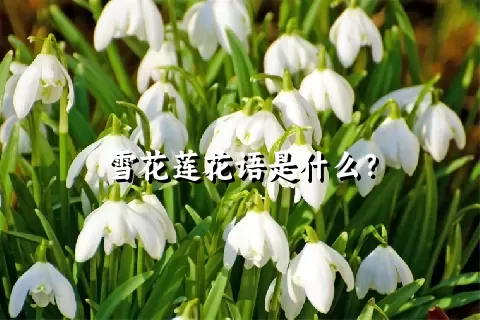 雪花莲花语是什么？